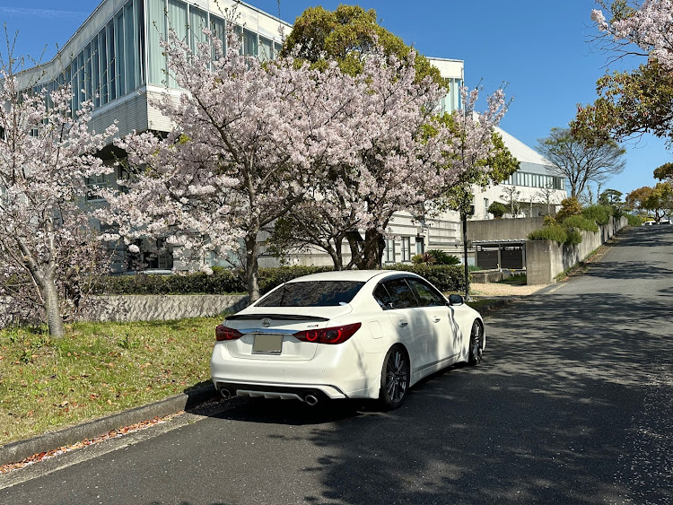 スカイラインのスカイライン・400R・サクラと愛車・桜とコラボに関するカスタム事例の投稿画像6枚目