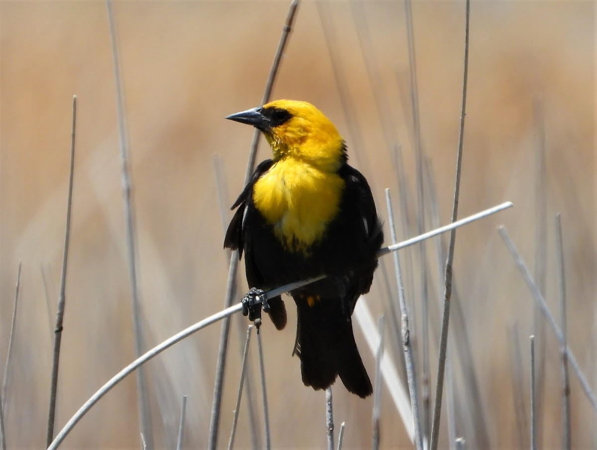 Yellow-headed blackbird