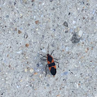 Large Milkweed bug