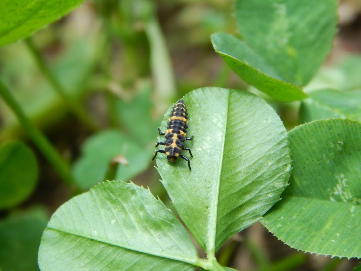 Ladybird larvae