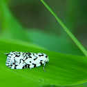 The Hebrew Moth