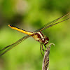 Golden-winged Skimmer Dragonfly