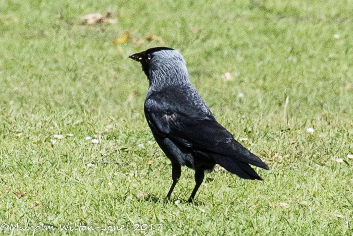 Jackdaw