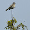 Willow Flycatcher