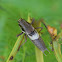 Macedonian Dark Bush-cricket