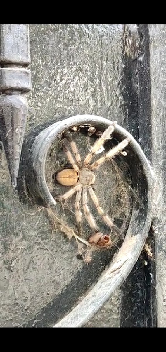 Spider