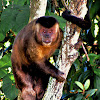 Black-horned Capuchin, Black Capuchin, Macaco-prego