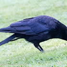 Carrion Crow