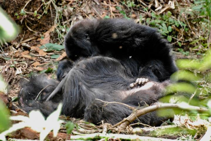 Segasira, a juvenile mountain gorilla, stayed with the body of his mother, Tuck, for several hours after she died in Volcanoes National Park, Rwanda.