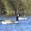 Northern Pintail (and Canada Goose)