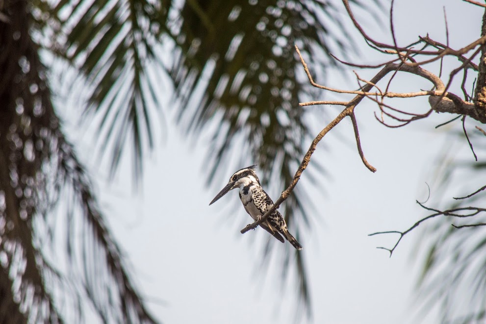 vogels-gambia