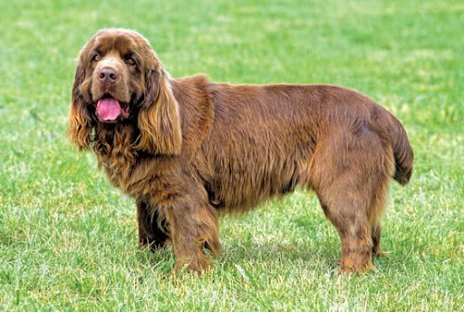 Sussex Spaniel Live Wallpaper