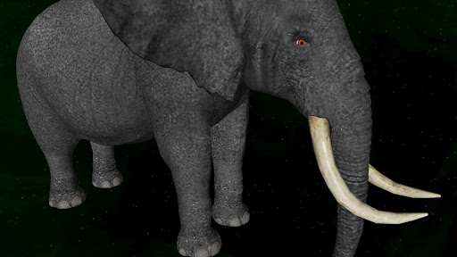 Elephant 3D