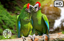 Macaw HD Wallpapers New Tab small promo image