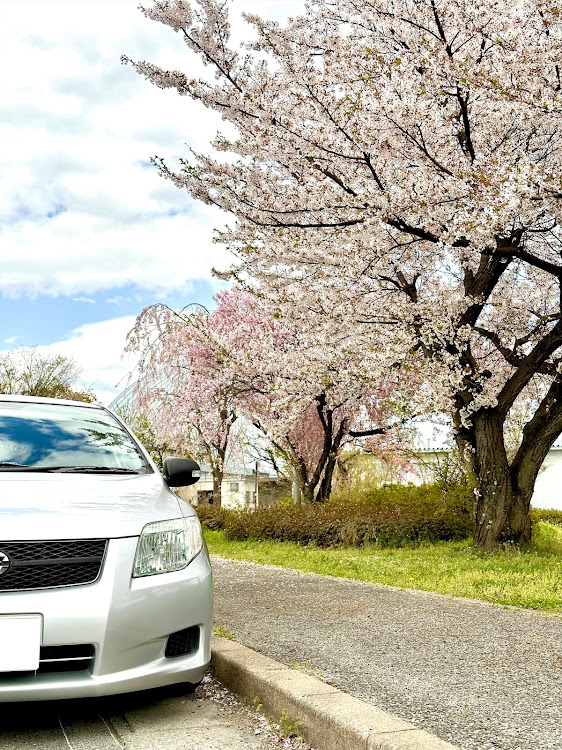 カローラフィールダーのサクラと愛車・DIY・ヘッドライト交換に関するカスタム事例の投稿画像2枚目