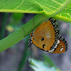 Danaid Eggfly  (Hypolimnas Misippus)