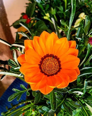 Orange Flower di being_in_pics