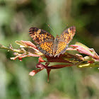 Pearl Crescent