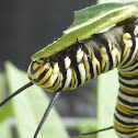 Monarch Caterpillar