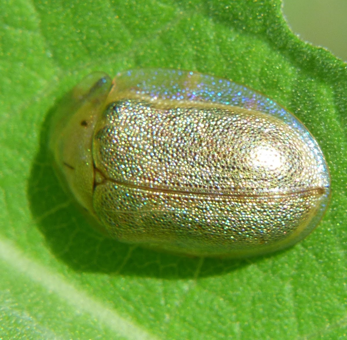 Arizona Tortoise Beetle