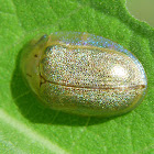 Arizona Tortoise Beetle