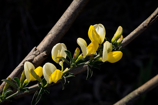 Cytisus commutatus