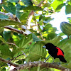 Scarlet Rumped Tanager{Male}