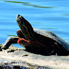 Western Painted Turtle