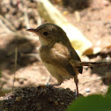 Red-backed Fairy-wren