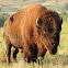 American Bison