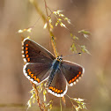 Southern Brown Argus; Morena