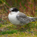 Charrán ártico (Arctic tern)