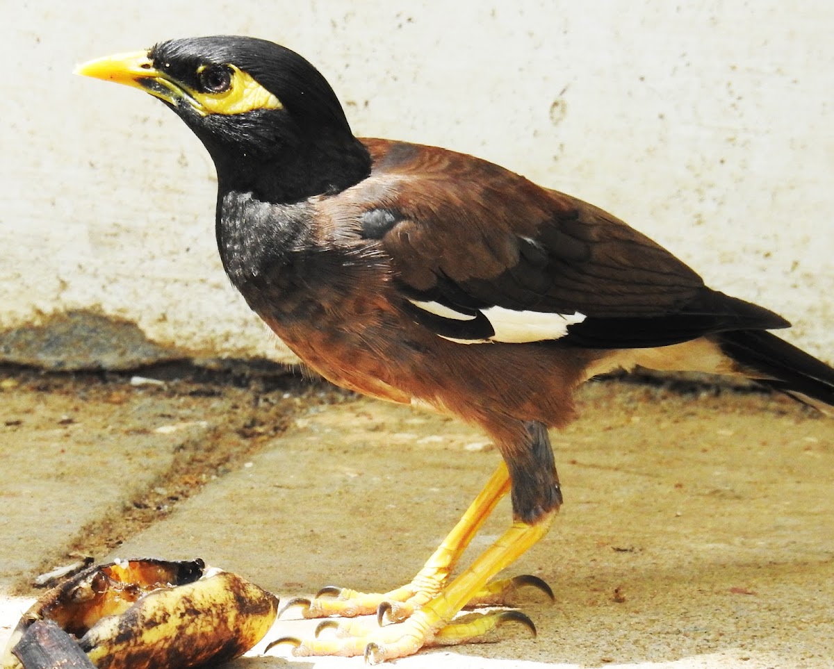 Common myna