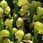 California pitcher plant