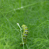 Black Swallowtail