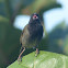 Black-faced Grassquit