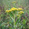 Stiff Goldenrod