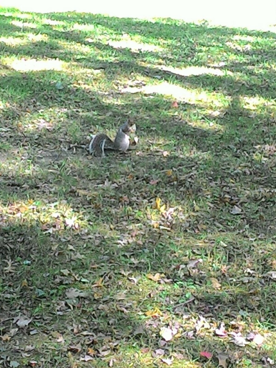 Gray squirrel