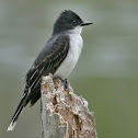 Eastern Kingbird