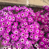 Cineraria