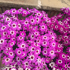 Cineraria