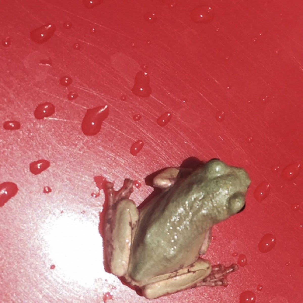 Gray/Cope's Gray Tree Frog