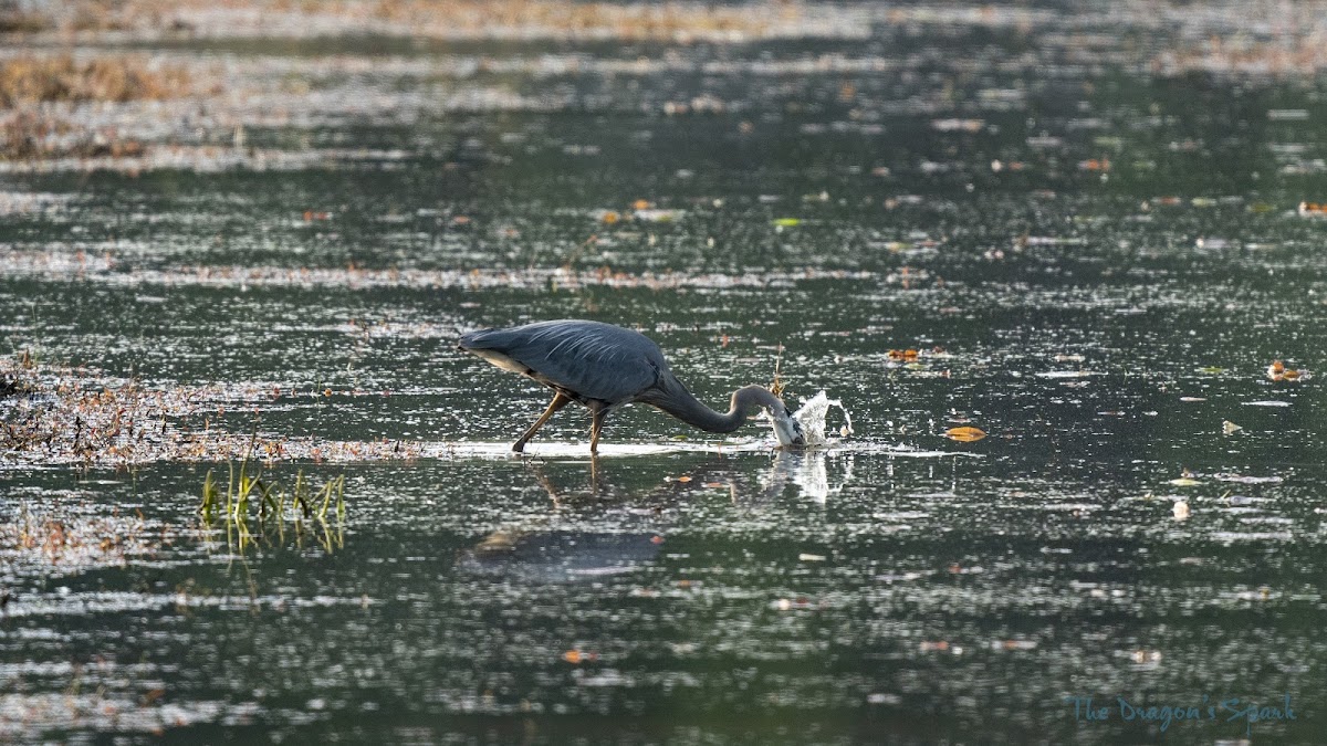 Great Blue Heron