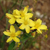 Bearded St. John's Wort