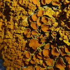 Maritime Sunburst Lichen