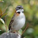 Rufous-collared Sparrow