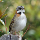 Rufous-collared Sparrow