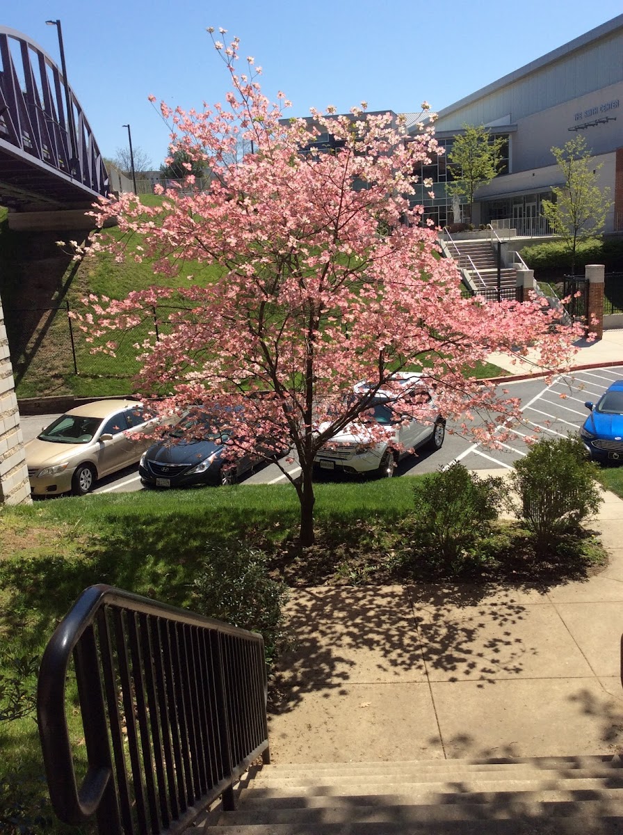 Dogwood Tree