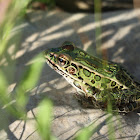 Northern Leopard Frog