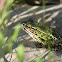 Northern Leopard Frog